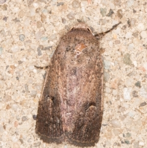 Proteuxoa hypochalchis at Melba, ACT - 1 Nov 2021 11:38 PM