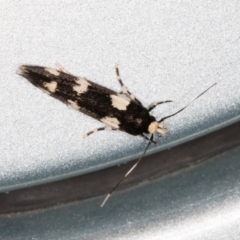 Limnaecia scoliosema (A Cosmet moth) at Melba, ACT - 1 Nov 2021 by kasiaaus