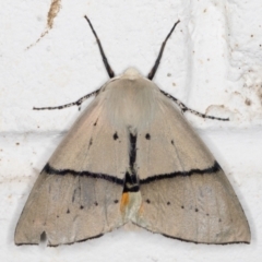 Gastrophora henricaria (Fallen-bark Looper, Beautiful Leaf Moth) at Melba, ACT - 1 Nov 2021 by kasiaaus