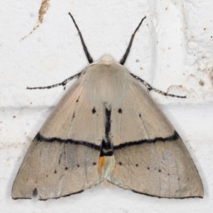 Gastrophora henricaria at Melba, ACT - 1 Nov 2021