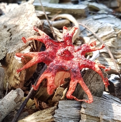 Aseroe rubra (Anemone Stinkhorn) at Wingecarribee Local Government Area - 31 Dec 2021 by Aussiegall