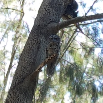 Podargus strigoides (Tawny Frogmouth) at Wollondilly Local Government Area - 2 Jan 2022 by Aussiegall