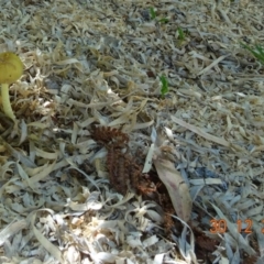 Unverified Fungus at Kambah, ACT - 30 Dec 2021 by GirtsO