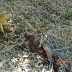 Unidentified Fungus at Kambah, ACT - 29 Dec 2021 by GirtsO