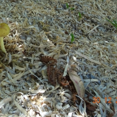 Unverified Fungus at Kambah, ACT - 30 Dec 2021 by GirtsO