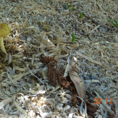 Unidentified Fungus at Kambah, ACT - 29 Dec 2021 by GirtsO