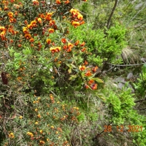 Daviesia ulicifolia subsp. ruscifolia at Cotter River, ACT - 28 Dec 2021