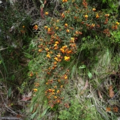 Daviesia ulicifolia subsp. ruscifolia at Cotter River, ACT - 28 Dec 2021