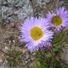 Brachyscome spathulata (Coarse Daisy, Spoon-leaved Daisy) at Kosciuszko National Park - 29 Dec 2021 by MatthewFrawley