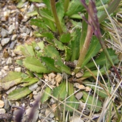 Brachyscome spathulata at Kosciuszko, NSW - 29 Dec 2021 02:00 PM