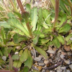 Brachyscome spathulata at Kosciuszko, NSW - 29 Dec 2021