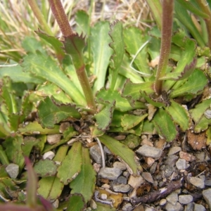 Brachyscome spathulata at Kosciuszko, NSW - 29 Dec 2021 02:00 PM