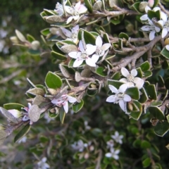 Nematolepis ovatifolia at Kosciuszko National Park - 29 Dec 2021 by MatthewFrawley