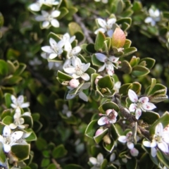 Nematolepis ovatifolia at Kosciuszko, NSW - 29 Dec 2021