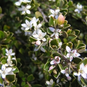 Nematolepis ovatifolia at Kosciuszko, NSW - 29 Dec 2021