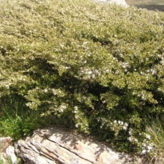 Nematolepis ovatifolia at Kosciuszko, NSW - 29 Dec 2021