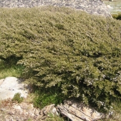 Nematolepis ovatifolia at Kosciuszko, NSW - 29 Dec 2021