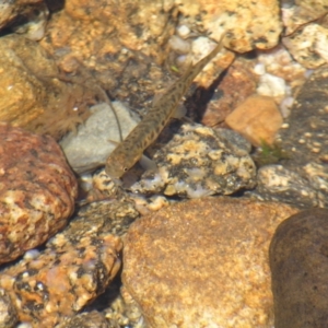 Galaxias olidus at Kosciuszko, NSW - 29 Dec 2021