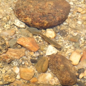 Galaxias olidus at Kosciuszko, NSW - 29 Dec 2021