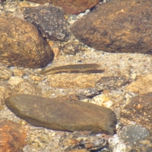 Galaxias olidus at Kosciuszko, NSW - 29 Dec 2021