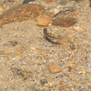 Galaxias olidus at Kosciuszko, NSW - 29 Dec 2021