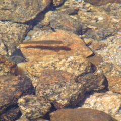 Galaxias olidus at Kosciuszko, NSW - 29 Dec 2021