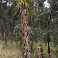 Cordyline sp. (Cordyline) at Watson, ACT - 4 Jan 2022 by sbittinger