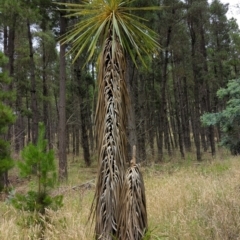 Cordyline sp. at Watson, ACT - 4 Jan 2022