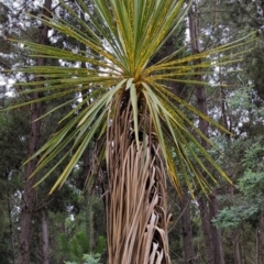 Cordyline sp. at Watson, ACT - 4 Jan 2022