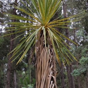 Cordyline sp. at Watson, ACT - 4 Jan 2022 07:50 AM