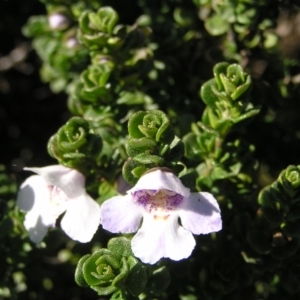 Prostanthera cuneata at Kosciuszko National Park, NSW - 29 Dec 2021