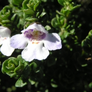 Prostanthera cuneata at Kosciuszko National Park, NSW - 29 Dec 2021