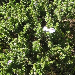 Prostanthera cuneata at Kosciuszko National Park, NSW - 29 Dec 2021