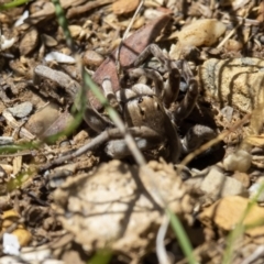 Portacosa cinerea (Grey wolf spider) at Kaleen, ACT - 6 Feb 2021 by sbrumby