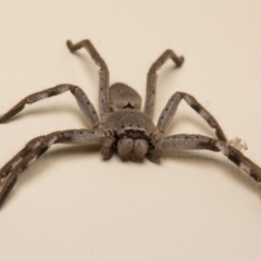 Isopeda (genus) (Huntsman Spider) at Kaleen, ACT - 14 Mar 2017 by sbrumby