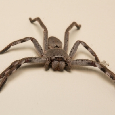 Isopeda (genus) (Huntsman Spider) at Kaleen, ACT - 14 Mar 2017 by sbrumby
