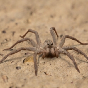 Portacosa cinerea at Kaleen, ACT - 13 Feb 2017 09:16 AM