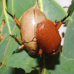 Anoplognathus porosus (Porosus Christmas beetle) at Lions Youth Haven - Westwood Farm A.C.T. - 3 Jan 2022 by HelenCross