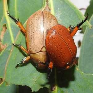 Anoplognathus porosus at Stromlo, ACT - 4 Jan 2022