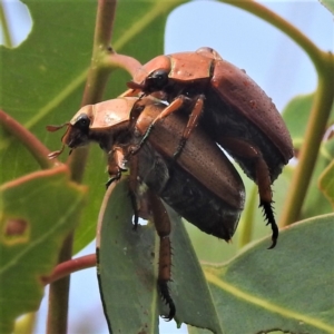 Anoplognathus porosus at Stromlo, ACT - 4 Jan 2022