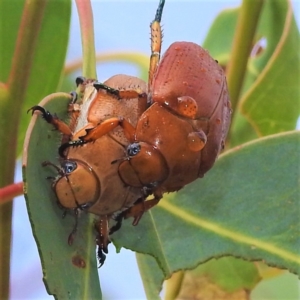 Anoplognathus porosus at Stromlo, ACT - 4 Jan 2022