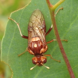 Pergagrapta polita at Stromlo, ACT - 4 Jan 2022