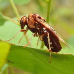 Pergagrapta polita at Stromlo, ACT - 4 Jan 2022