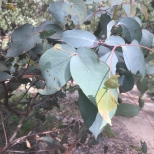 Eucalyptus dives at Cotter River, ACT - 28 Dec 2021