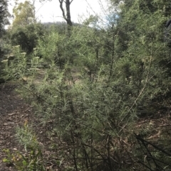 Cassinia longifolia (Shiny Cassinia, Cauliflower Bush) at Cotter River, ACT - 28 Dec 2021 by Tapirlord