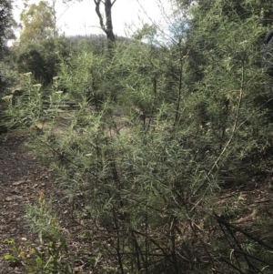 Cassinia longifolia at Cotter River, ACT - 28 Dec 2021