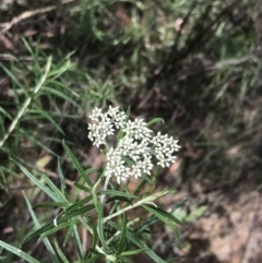 Cassinia longifolia at Cotter River, ACT - 28 Dec 2021