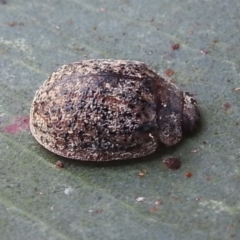 Trachymela sp. (genus) (Brown button beetle) at Lions Youth Haven - Westwood Farm A.C.T. - 3 Jan 2022 by HelenCross