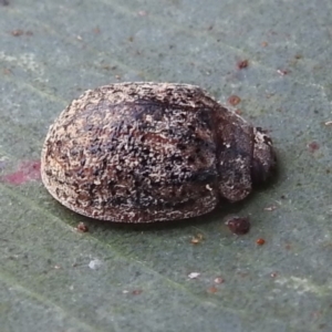 Trachymela sp. (genus) at Stromlo, ACT - 4 Jan 2022