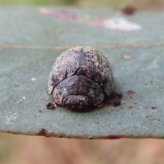 Trachymela sp. (genus) at Stromlo, ACT - 4 Jan 2022